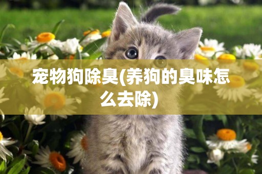 寵物狗除臭(養狗的臭味怎么去除) 