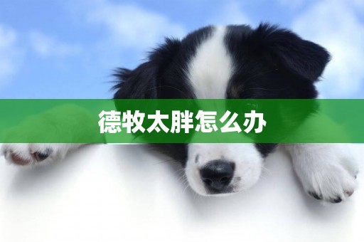 德牧太胖怎么辦