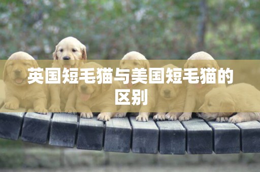 英國短毛貓與美國短毛貓的區別