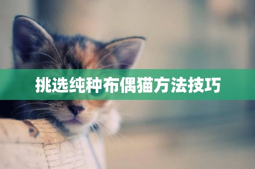 挑選純種布偶貓方法技巧