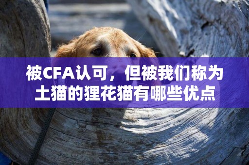 被CFA認可，但被我們稱為土貓的貍花貓有哪些優點