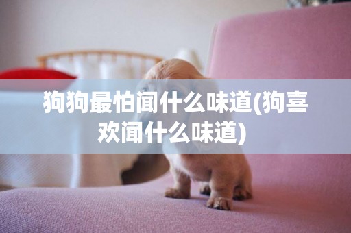 狗狗最怕聞什么味道(狗喜歡聞什么味道) 