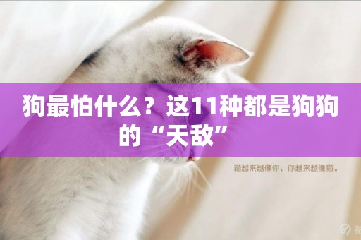 狗最怕什么？這11種都是狗狗的“天敵” 