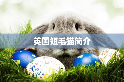 英國短毛貓簡介