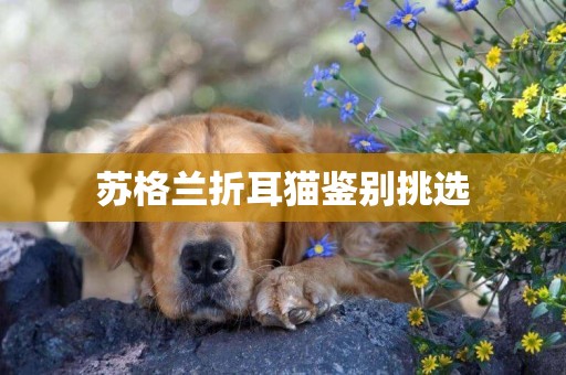 蘇格蘭折耳貓鑒別挑選