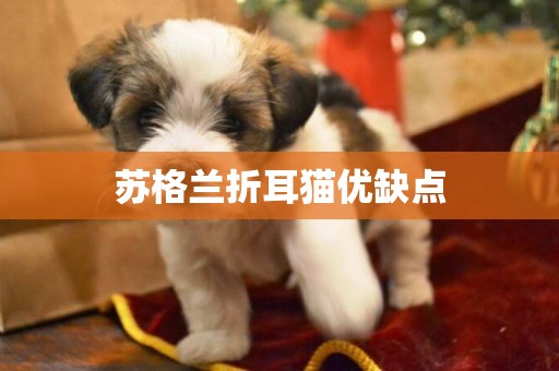 蘇格蘭折耳貓優缺點