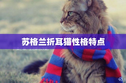 蘇格蘭折耳貓性格特點