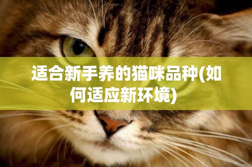 適合新手養的貓咪品種(如何適應新環境) 