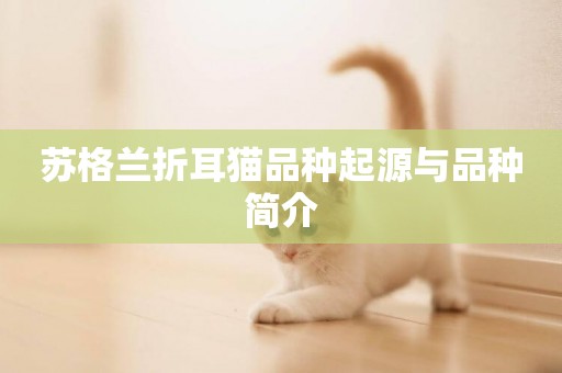 蘇格蘭折耳貓品種起源與品種簡介