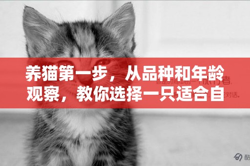 養貓第一步，從品種和年齡觀察，教你選擇一只適合自己的貓咪 