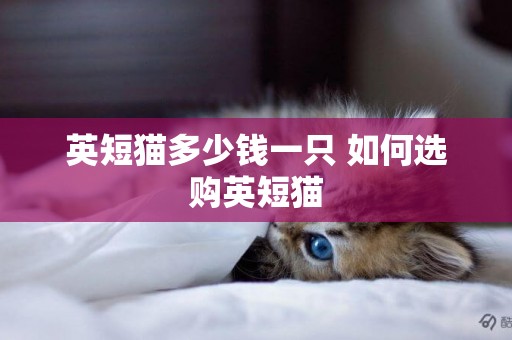 英短貓多少錢一只 如何選購英短貓