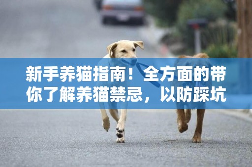 新手養貓指南！全方面的帶你了解養貓禁忌，以防踩坑 