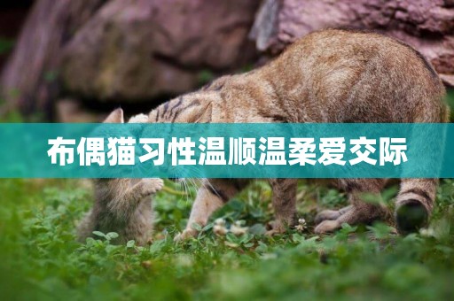 布偶貓習性溫順溫柔愛交際