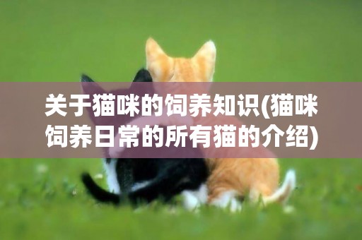 關于貓咪的飼養知識(貓咪飼養日常的所有貓的介紹) 