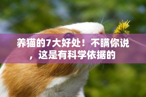 養貓的7大好處！不瞞你說，這是有科學依據的 