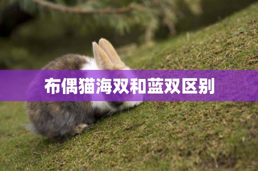布偶貓海雙和藍雙區別