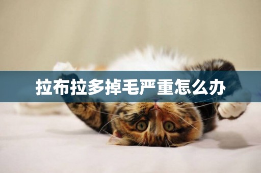 拉布拉多掉毛嚴重怎么辦