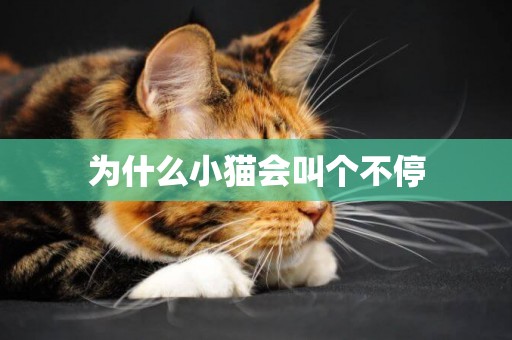 為什么小貓會叫個不停