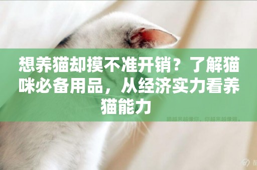 想養貓卻摸不準開銷？了解貓咪必備用品，從經濟實力看養貓能力 
