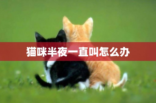 貓咪半夜一直叫怎么辦
