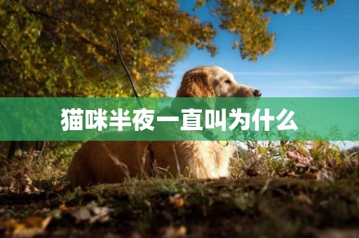 貓咪半夜一直叫為什么