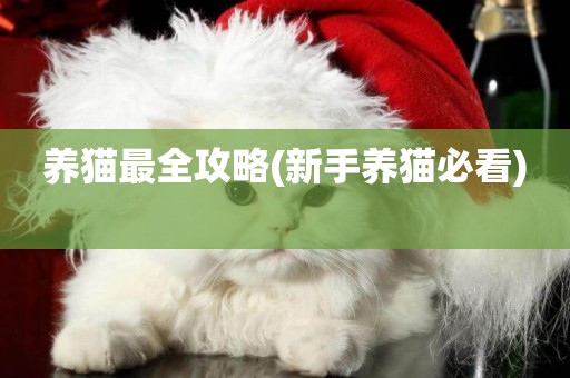 養貓最全攻略(新手養貓必看) 