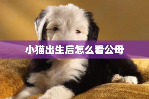 小貓出生后怎么看公母