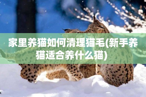 家里養貓如何清理貓毛(新手養貓適合養什么貓) 