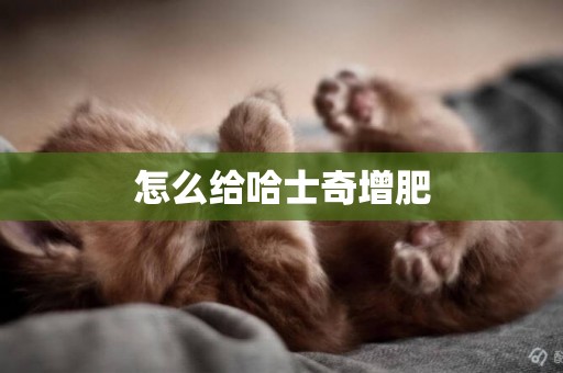 怎么給哈士奇增肥