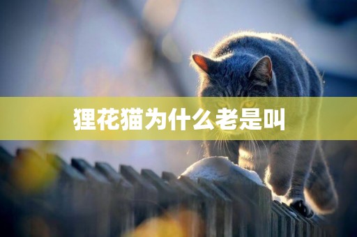 貍花貓為什么老是叫