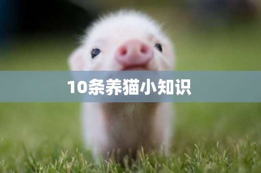 10條養貓小知識 