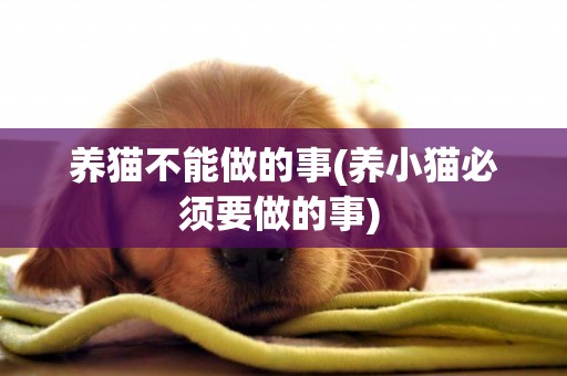 養貓不能做的事(養小貓必須要做的事) 