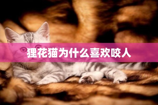貍花貓為什么喜歡咬人