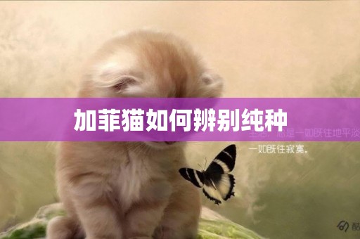 加菲貓如何辨別純種