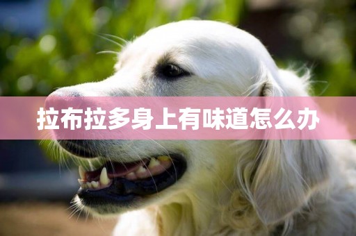 拉布拉多身上有味道怎么辦
