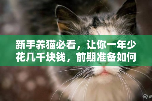 新手養貓必看，讓你一年少花幾千塊錢，前期準備如何得到一只貓 