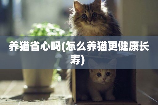 養貓省心嗎(怎么養貓更健康長壽) 