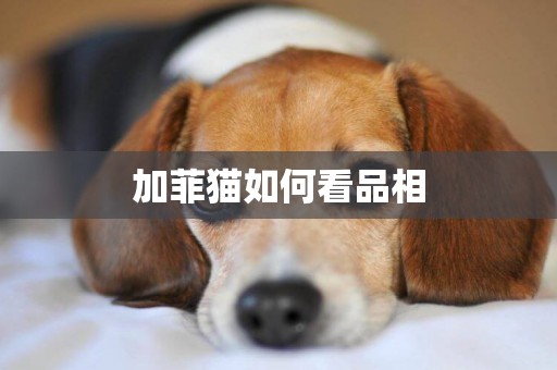 加菲貓如何看品相