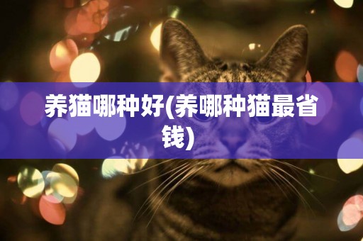 養貓哪種好(養哪種貓最省錢) 