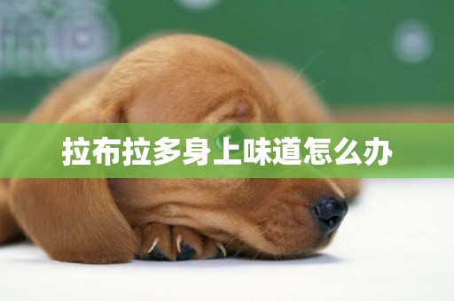 拉布拉多身上味道怎么辦