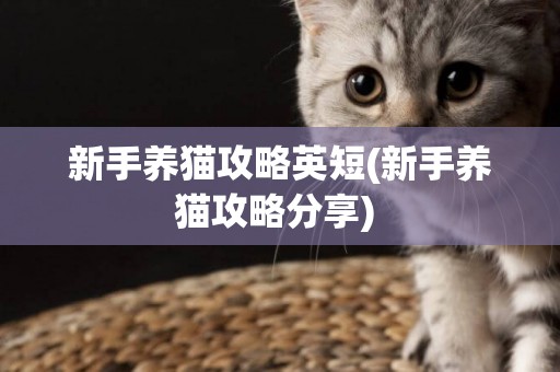 新手養貓攻略英短(新手養貓攻略分享) 