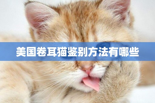 美國卷耳貓鑒別方法有哪些