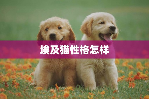 埃及貓性格怎樣