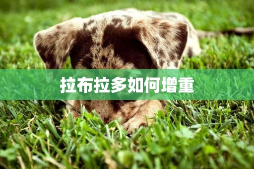 拉布拉多如何增重