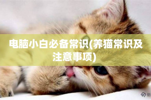 電腦小白必備常識(養貓常識及注意事項) 