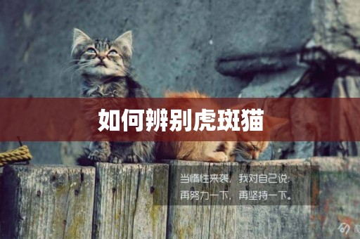 如何辨別虎斑貓