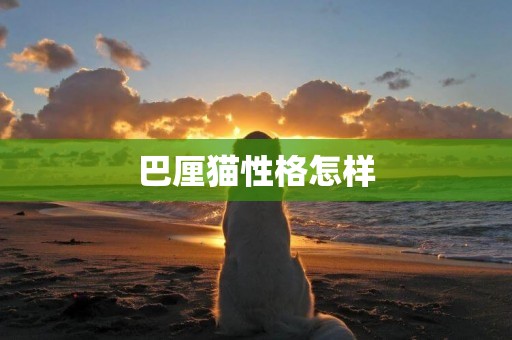 巴厘貓性格怎樣