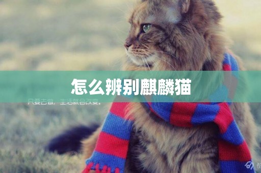 怎么辨別麒麟貓