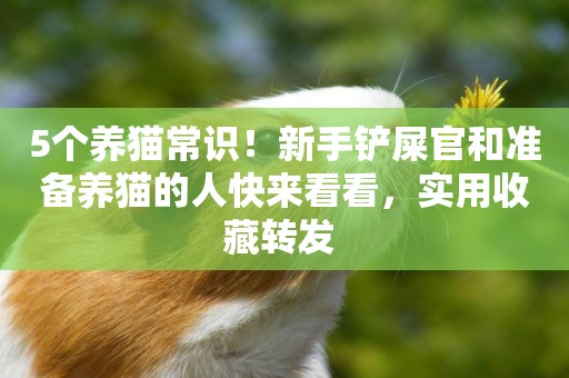5個養貓常識！新手鏟屎官和準備養貓的人快來看看，實用收藏轉發 