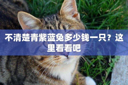 不清楚青紫藍兔多少錢一只？這里看看吧